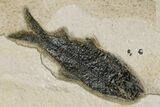 Two Detailed Fossil Fish (Knightia) - Wyoming #163441-2